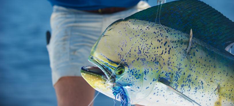Mahi Mahi