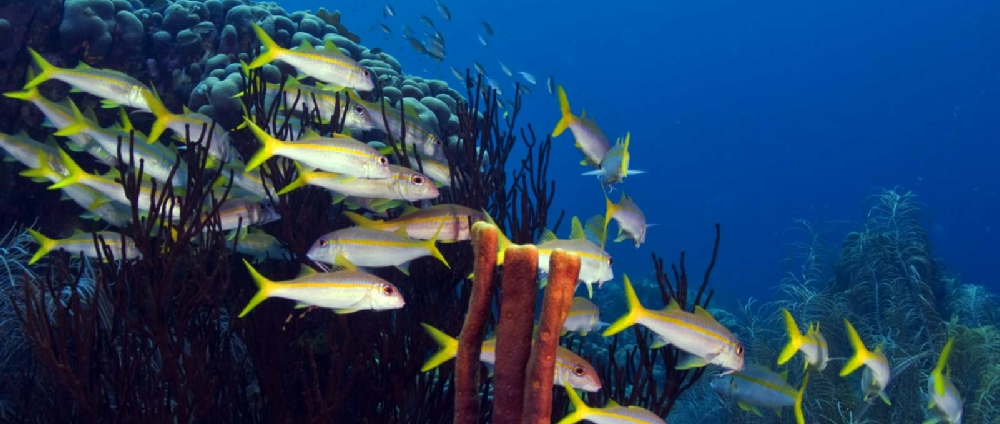 Fish and reef background